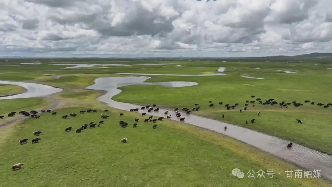 甘南：守护青绿底色 绘就生态华章