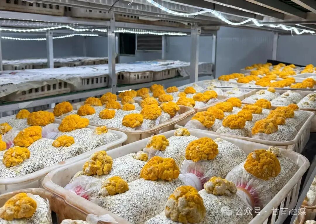 舟曲：猴头菇金耳示范种植喜获双丰收