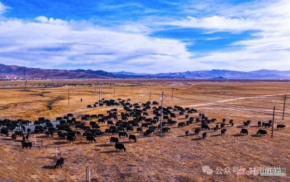 玛曲草原的冬日慢时光