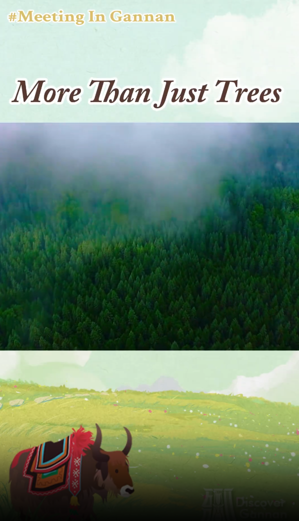 Meeting In Gannan More Than Just Trees