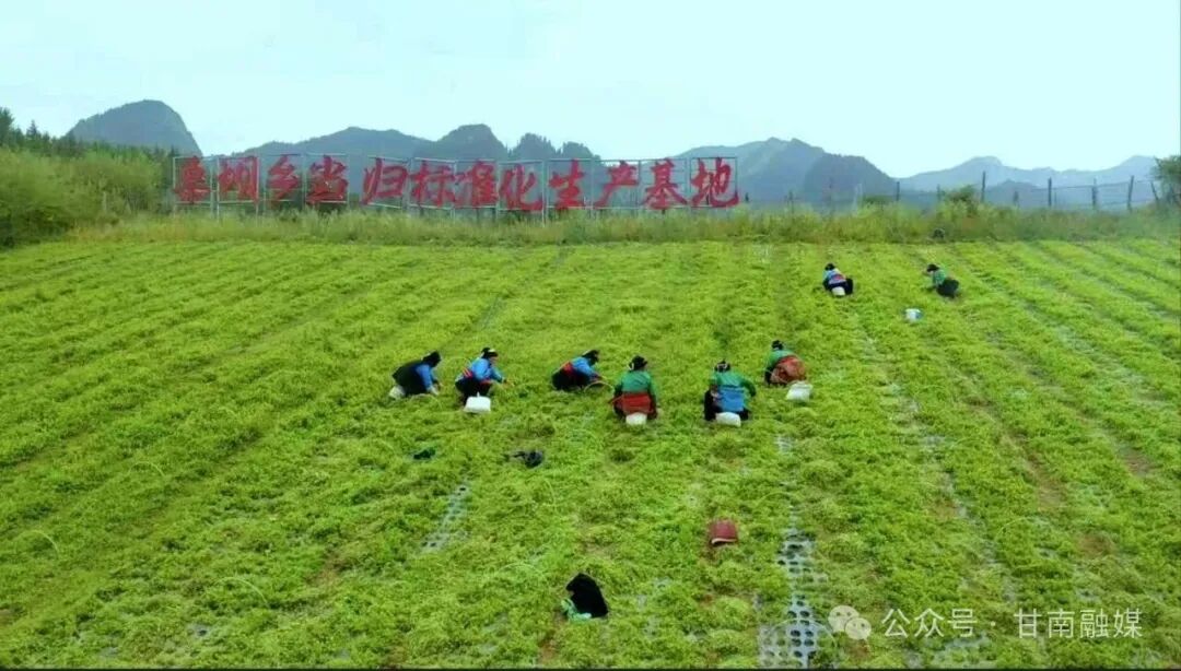 迭部：万亩药田绿意浓 乡村振兴“药”飘香